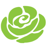 green rose