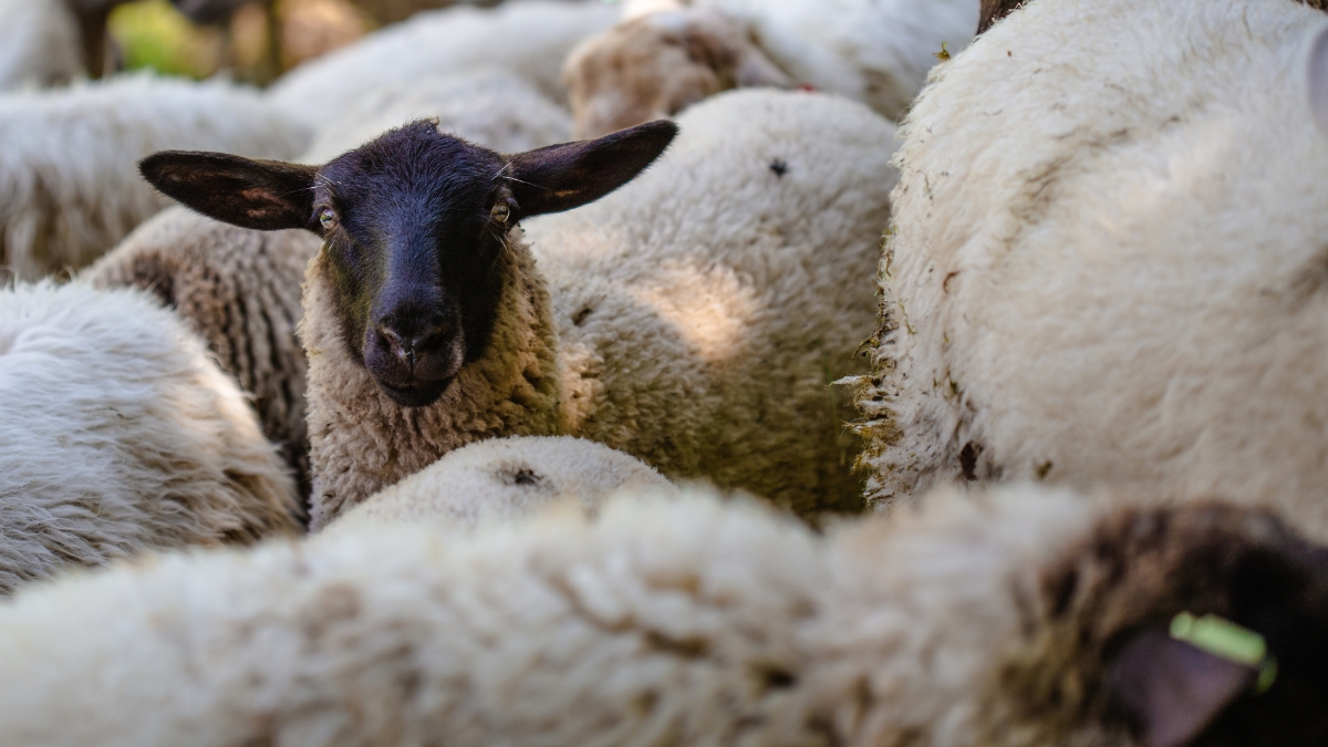 museling free green rose